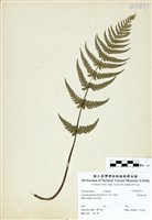 藏品(毛囊紫柄蕨)的圖片